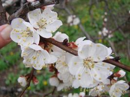 Spring blossom background with apricot. Beautiful nature scene with flowering tree and blue sky photo