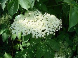 Sambucus nigra Black Elder European Elder European Elderberry European Black Elderberry Common Elde photo