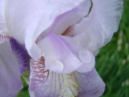 iris germánico. primer plano de flor de iris barbudo en el jardín. una planta con flores impresionantes, decoración de jardín. foto