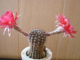 Large red bloom on hedgehog cactus in a pot at home. Two flowers at the same time, blooming thorny plant photo