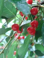 cerezas maduras colgando de una rama de cerezo. gotitas de agua sobre frutas, huerto de cerezos después de la lluvia foto