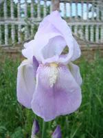 Iris germanica. Closeup of flower bearded iris in garden. A plant with impressive flowers, garden decoration. photo