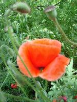 Red Poppy Flowers with a Bee and Wheat Fields on the Background. Common Poppy Papaver rhoeas photo