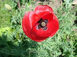 flores de amapola rojas con una abeja y campos de trigo en el fondo. amapola común papaver rhoeas foto