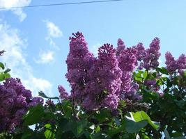 Branch of purple lilac flowers, Syringa vulgaris. lily blooming plants background against blue sky. photo