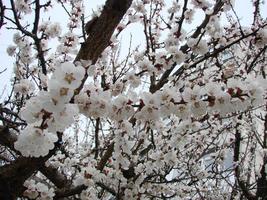 Spring blossom background with apricot. Beautiful nature scene with flowering tree and blue sky photo