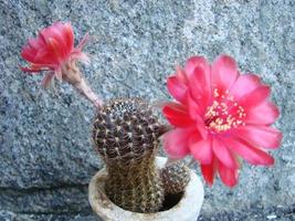 Large red bloom on hedgehog cactus in a pot at home. Two flowers at the same time, blooming thorny plant photo