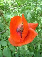 Red Poppy Flowers with a Bee and Wheat Fields on the Background. Common Poppy Papaver rhoeas photo