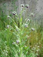 pulmon ria lungwort flowers on green background photo