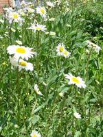 Field chamomiles flowers closeup. Beautiful nature scene with blooming medical chamomiles in sun day. photo