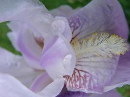 Iris germanica. Closeup of flower bearded iris in garden. A plant with impressive flowers, garden decoration. photo