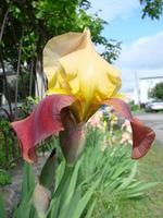 iris germánico. primer plano de flor de iris barbudo en el jardín. una planta con flores impresionantes, decoración de jardín. foto