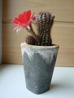 Large red bloom on hedgehog cactus in a pot at home. Two flowers at the same time, blooming thorny plant photo