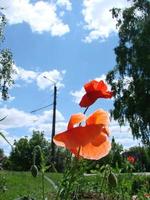 Red Poppy Flowers with a Bee and Wheat Fields on the Background. Common Poppy Papaver rhoeas photo