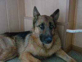 Close-up of a German Shepherd dog with intelligent eyes and tongue hanging out. The dog plays and rests photo