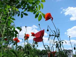 Red Poppy Flowers with a Bee and Wheat Fields on the Background. Common Poppy Papaver rhoeas photo