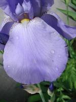 Iris germanica. Closeup of flower bearded iris in garden. A plant with impressive flowers, garden decoration. photo