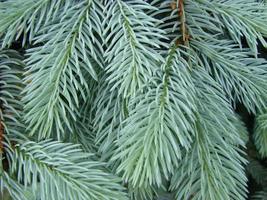 Texture of wall decorated green pine fir branches, Christmas decorations background photo