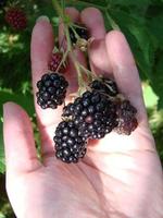 las manos de las mujeres recogiendo moras maduras se acercan a disparar con un tazón, lleno de bayas. mora - ramas de bayas frescas en el jardín. concepto de cosecha. foto