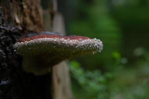 Tree Trunks in park photo