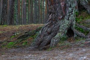 Green Coniferous  forests photo