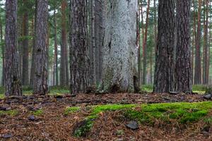 bosques de coníferas verdes foto