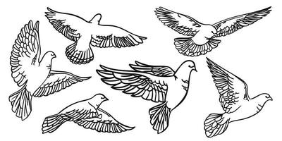 Set Birds in flight. Pigeons Isolated silhouettes and contours. vector
