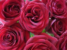 Red roses background. Texture of red flowers. Top view on red roses. Close-up, cropped shot. Nature's beauty. photo