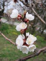 Spring blossom background with apricot. Beautiful nature scene with flowering tree and blue sky photo