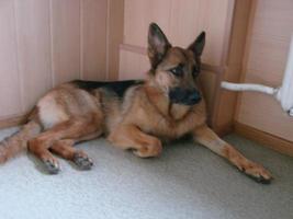 Close-up of a German Shepherd dog with intelligent eyes and tongue hanging out. The dog plays and rests photo