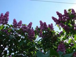 rama de flores lilas moradas, syringa vulgaris. fondo de plantas florecientes de lirio contra el cielo azul. foto