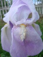 Iris germanica. Closeup of flower bearded iris in garden. A plant with impressive flowers, garden decoration. photo