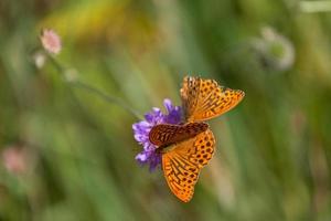 silver washed fritillary photo