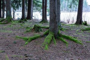 raíces de árboles en el bosque foto