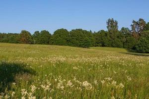 Latvian summer landscapes photo