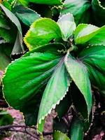 Closeup shoot of green leaves and flowers photo