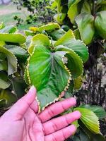 Green leaves or flowers in hand closeup shoot photo