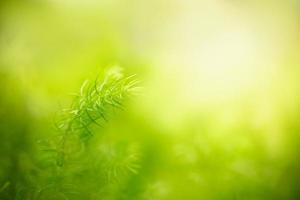 Closeup of beautiful nature view green leaf on blurred greenery background in garden with copy space using as background cover page concept. photo