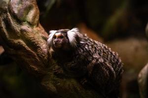 Marmosets on the natural background photo