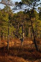 Swamp lake in Springtime photo