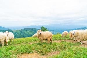 oveja blanca en la colina de la montaña foto