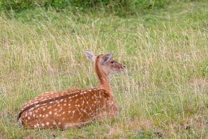 European Fallow Deer photo