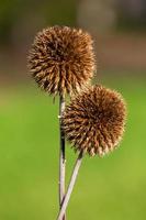 Dry Echinops On the Blured Bacground photo