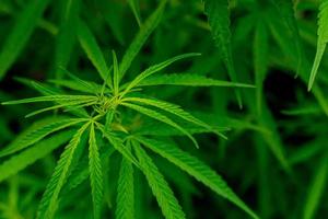 hojas de cannabis verde con fines medicinales o culinarios foto