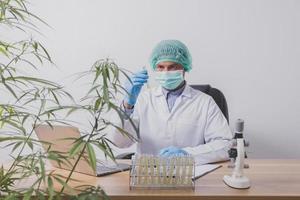 Cannabis researchers are doing scientific experiments. photo