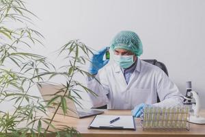 Cannabis researchers are doing scientific experiments. photo