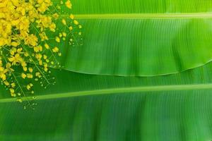 Cassia fistula flowers on green banana leaf background photo