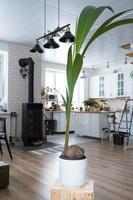 Coconut palm in a pot at home in interior. Green house, care and cultivation of tropical plants photo
