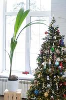 Coconut palm in a pot at home as a gift for Christmas and New Year. Green house, care and cultivation of tropical plants photo