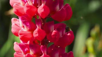 Bumblebee collecting nectar and pollen from the flowers of red lupine. video